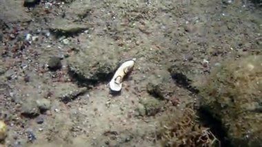 Kızıl Deniz, Sina, Akabe, Eilat kıyılarında yaşayan Nudibranchia yumuşakçalarına ait güzel deniz kalkanı sümüklüböceği veya salyangozundaki canlı renk desenleri