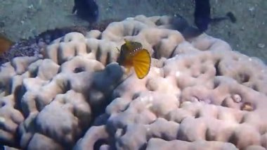 Mavi benekli sandık balığı (Ostracion cubicus), Kızıl Deniz 'in mercan resiflerinde yaşar ve Ostraciidae familyasına aittir. Sığ sularda, kayaların ve alglerin arasında yaşar.   