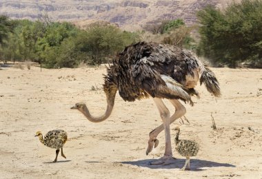 Afrika devekuşu dişisi (Struth io camelus) çöl doğa koruma parkında genç civcivlerle birlikte.