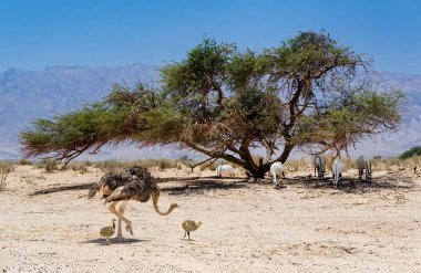 Yetişkin antilop sürüsü Arap beyaz antilop sürüsü (Oryx dammah) akasya ağacının gölgesi altında ve Afrika devekuşunun dişisi (Struth io devekuşu) ve Orta Doğu 'daki doğa koruma parkında yaşayan yavruları.
