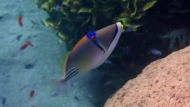 Egzotik mercan balığı - Picasso tetikleyici balığı, bilimsel adı Rhinecanthus Suikastçısı, tür Balistidae familyasına ait, Kızıl Deniz, Orta Doğu 'da yaşıyor.