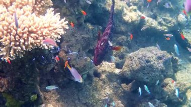 Kızıl Deniz 'deki mercan resiflerinin biyolojik çeşitliliği. Kızıl mercan orfozu, bilimsel adı Cephalopholis miniata, Kızıl Deniz, Sina, Orta Doğu, Eilat yakınlarındaki mercan resiflerinde yaşayan yırtıcı balıktır.