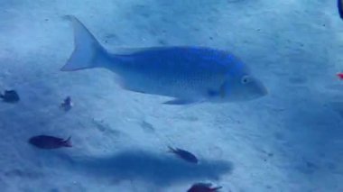 Kızıl Deniz ve Pasifik Okyanusu 'nun önemli ticari balıkları İspanya İmparatoru, bilimsel adı Lethrinus nebulosus, Lethrinidae familyasına ait.
