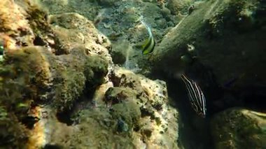Altın çizgili ya da altı çizgili sabun balığı, bilimsel adı Grammistes sexlineatus, Grammistidae familyasına ait, gece avcısı, Akabe körfezi, Kızıldeniz 'deki mercan resiflerinde yaşıyor.