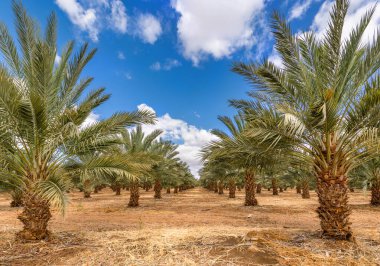 Hurma ağacının tomurcuğundan sarkan salkımlar. Tarihlerin üretimi, Orta Doğu 'nun çöl ve çorak bölgelerinde sürdürülebilir tarım endüstrisini hızla geliştiriyor.