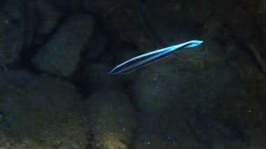 Egzotik küçük balık temizleyici mavi çizgili grasse - Labroides dimidiatus, Labridae ailesine ait, mercan resiflerinde yaşar ve diğer balıkların dokularından ektoplazit alarak beslenir.