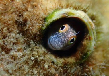 Blennidae familyasına ait küçük balıklar, bilimsel adı Lance Blenny (Aspidontus dussumieri), mercan resifleri, Kızıldeniz, Orta Doğu 'da yaşar.