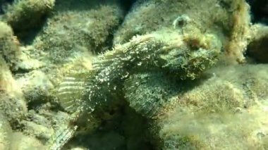 Şeytan akrep balığı (Scorpaenopsis diabolus) Kızıl Deniz 'in mercan resiflerinde yaşar ve köşeye sıkıştığında çok zehirli yüzgeçleri vardır.