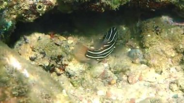 Altın çizgili ya da altı çizgili sabun balığı, bilimsel adı Grammistes sexlineatus, Grammistidae familyasına ait, gece avcısı, Akabe körfezi, Kızıldeniz 'deki mercan resiflerinde yaşıyor.