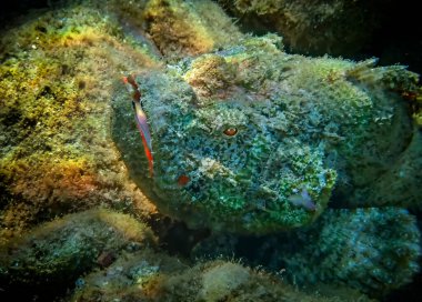 Tasseled scorpion-fish (Scorpaenopsis oxycephala) inhabits coral reefs of the Red Sea, it has mimic color and form of body,  very venomous fins, when cornered it can attack clipart