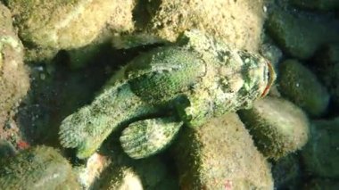Tasseled akrep balığı (Scorpaenopsis oxycephala) Kızıl Deniz 'in mercan resiflerinde yaşar, taklit rengi ve alışılmadık vücut şekli vardır, yüzgeçler çok zehirlidir ve dalgıçlar ona çok dikkat etmelidir.