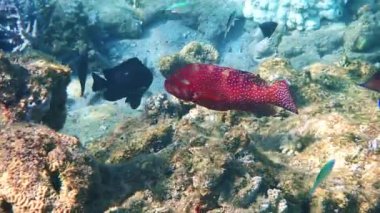 Kızıl mercan orfozu, bilimsel adı Cephalopholis miniata, Kızıl Deniz 'in mercan kayalıklarında yaşayan deniz yırtıcı balığı, Sina, Orta Doğu 