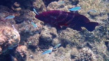 Kızıl mercan orfozu, bilimsel adı Cephalopholis miniata, Kızıl Deniz 'in mercan kayalıklarında yaşayan deniz yırtıcı balığı, Sina, Orta Doğu 