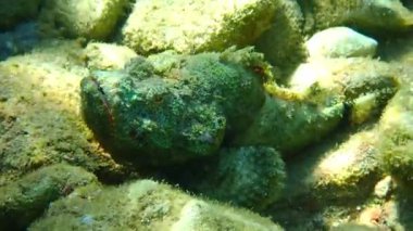 Kızıl Deniz 'in mercan resiflerinde yaşayan püsküllü akrep balıklarının (Scorpaenopsis oxycephala) yakın çekimi, Scorpaenidae familyasına ait, taklit rengi ve alışılmadık vücut şekli, çok keskin dikenleri ve zehirli yüzgeçleri vardır.