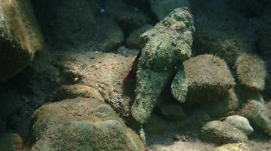 Kızıl Deniz 'in mercan resiflerinde yaşayan Tasseled akrep balığı (Scorpaenopsis oxycephala), Scorpaenidae familyasına ait, mimik renk ve alışılmadık vücut şekline, çok keskin dikenlere ve zehirli yüzgeçlere sahiptir.