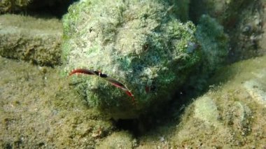 Kızıl Deniz 'in mercan resiflerinde yaşayan Tasseled akrep balığı (Scorpaenopsis oxycephala), Scorpaenidae familyasına ait, mimik renk ve alışılmadık vücut şekline, çok keskin dikenlere ve zehirli yüzgeçlere sahiptir.