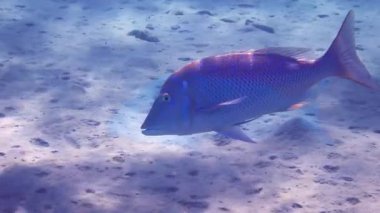 Kızıl Deniz ve Pasifik Okyanusu 'nun havzalarında ticari balıkçılık için önemli balıklar - İspanyol İmparatoru, bilimsel adı Lethrinus nebulosus, Lethrinidae ailesine aittir.