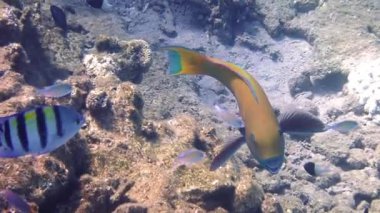 Ağır gagalı papağan balığı - Chlorurus gibbus 'un papağan gagasına benzeyen dişleri vardır, yaşam döngüsünde vücut rengini değiştirebilir, kadınlarda sarıdan erkeklerde maviye, Kızıldeniz' de mercan resiflerinde yaşar.