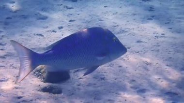 Kızıl Deniz ve Pasifik Okyanusu 'nun havzalarında ticari balıkçılık için önemli balıklar - İspanyol İmparatoru, bilimsel adı Lethrinus nebulosus, Lethrinidae ailesine aittir.