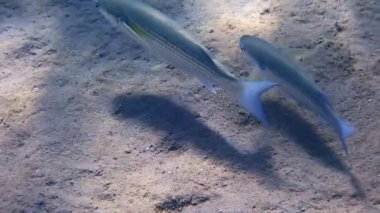 Akdeniz 'i çevreleyen ülkelerde, Akdeniz, Akdeniz, Akdeniz ve Karadeniz' de balık, ticari balıkçılık ve çiftçilik için önemli bir nesnedir.