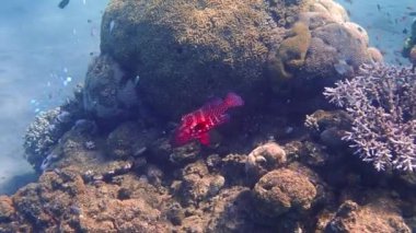 Kızıl mercan orfozu, bilimsel adı Cephalopholis miniata, Kızıl Deniz 'in mercan kayalıklarında yaşayan deniz yırtıcı balığı, Sina, Orta Doğu 