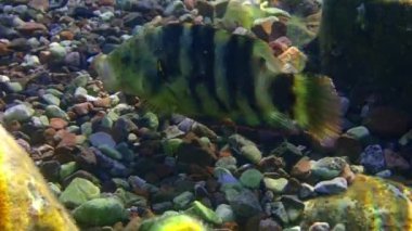 Palyaço Balığı olarak adlandırılan mercan balığı, Labridae familyasına ait, bilimsel adı Coris Aygula. Kızıl Deniz 'in mercan resifi yakınlarındaki sığ sularda yaşar ve Hindistan-Pasifik' te yaygın olarak bulunur.