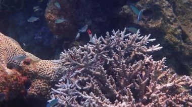 Renkli iplik balığı Chaetodontidae familyasına ait, bilimsel adı Chaetodon auriga, Kızıldeniz, Sina ve Orta Doğu 'da sığ mercan resiflerinde yaşar.