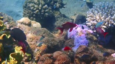 Mercan kayalıklarındaki balık biyolojik çeşitliliği, deniz goldie 'sinin küçük ve güzel erkeklerinin taşınması ya da Japon balığının pullanmış anthias, bilimsel adı Pseudanthias squamipinnis, Serranidae familyasına aittir, Kızıl Deniz' in mercan resiflerinde yaşar.