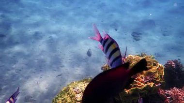 Başçavuşluk okulunun yakınlarında, balık Pomacentridae ailesine (Abudefduf saxatilis) aittir, Kızıldeniz resiflerinin yakınlarındaki sığ sularda yaşayan sıradan bir okuldur.