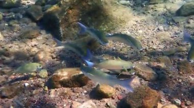 Yavaş hareket eden balık grisi kefal (Mugil cephalus) okulu Akdeniz ülkelerinde önemli ticari balıkçılık ve çiftçilik nesneleri olan Karadeniz, Kızıl ve Akdeniz 'de yaşamaktadır.