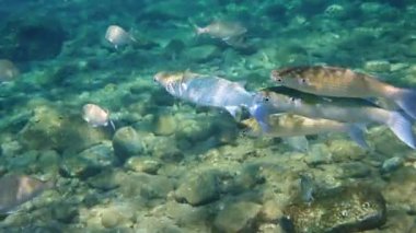 Yavaş hareket eden balık grisi kefal (Mugil cephalus) okulu Akdeniz ülkelerinde önemli ticari balıkçılık ve çiftçilik nesneleri olan Karadeniz, Kızıl ve Akdeniz 'de yaşamaktadır.