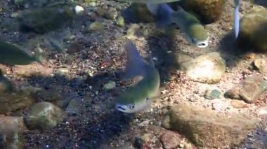 Yavaş hareket eden balık grisi kefal (Mugil cephalus) okulu Akdeniz ülkelerinde önemli ticari balıkçılık ve çiftçilik nesneleri olan Karadeniz, Kızıl ve Akdeniz 'de yaşamaktadır.