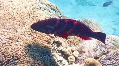 Kızıl mercan balığı ya da levrek, bilimsel adı Cephalopholis miniata, güzel bir deniz yırtıcısı Kızıl Deniz 'in mercan resiflerinde yaşar, nesli tükenmekte olan Akabe körfezi.  