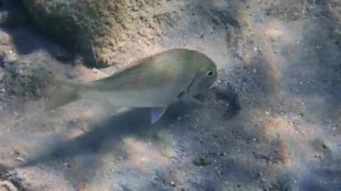 Akdeniz 'de balık avlamanın yanı sıra yenebilir deniz balığı olarak da bilinen düzenli Beyaz Deniz Çamuru (Diplodus sargus), Kızıl Deniz ve Akabe Körfezi' nde yaşar.