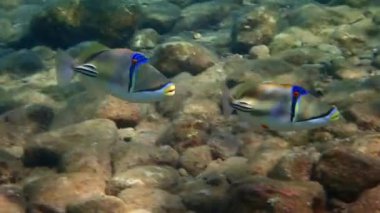 Bir çift egzotik mercan tetik balığı, bilimsel adı Rhinecanthus assas, tür Balistidae familyasına ait, Kızıldeniz ve Basra Körfezi 'nde yaşıyor.
