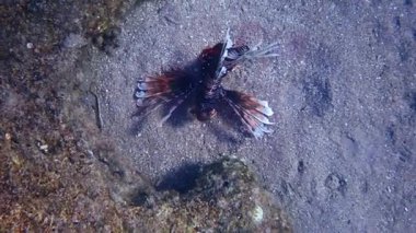 Yaşayan Aslan Balığı veya Hindi Balığı (Pterois mil) Scorpaenidae familyasına aittir. Balıkların son derece zehirli yüzgeçleri vardır, Akabe Körfezi, Kızıldeniz.