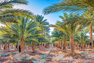 Plantation of date palms for healthy and GMO free food production. Date palm is iconic ancient plant and famous food crop in the Middle East and North Africa, it has been cultivated for 5000 years