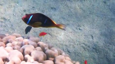 Palyaço balığı (Amphiprion bicinctus) mercan resiflerinde yaşar, Pomacentridae familyasına aittir, balıkların yaşamı deniz şakayıkları, Kızıldeniz, Akabe körfezi ve Akabe körfezi ile simbiyoza girer.