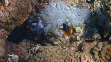 Palyaço balığı (Amphiprion bicinctus) mercan resiflerinde yaşar, Pomacentridae familyasına aittir, balıkların yaşamı deniz şakayıkları, Kızıldeniz, Akabe körfezi ve Akabe körfezi ile simbiyoza girer.
