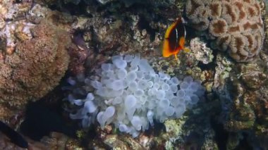 Palyaço balığı (Amphiprion bicinctus) mercan resiflerinde yaşar, Pomacentridae familyasına aittir, balıkların yaşamı deniz şakayıkları, Kızıldeniz, Akabe körfezi ve Akabe körfezi ile simbiyoza girer.