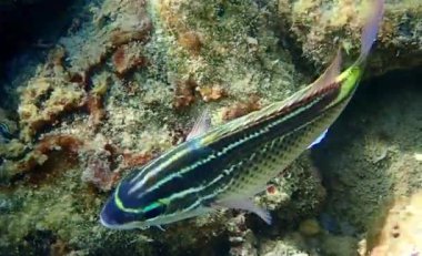 Nemipteridae familyasına ait olan ve mercan resifleri yakınlarındaki sığ kum ve taş diplerde yaşayan resif ilişkili okul balığıdır.