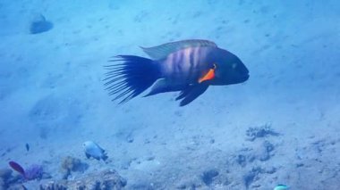 Kızıl Deniz 'in mercan kayalıklarını inceleyen süpürge kuyruklu erkek (Cheilinus lunulatus) Labridae familyasına aittir. İşte solungaç kapağında hilal şeklinde lekesi ve süpürge gibi uzun kuyruğu olan büyük bir balık.