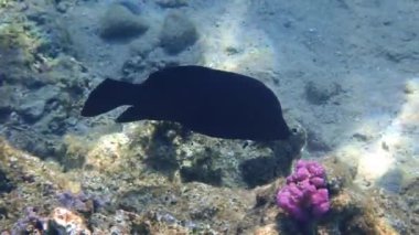 Squaretail Coral-grouper (Plectropomus areolatus) veya Squaretail Rock-Cod, Kızıl Deniz 'de dağıtılan Serranidae familyasından bir balık türü. Aşırı avlanma nedeniyle nüfusu son yıllarda tehlike altında ve azaldı.