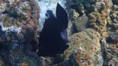 Squaretail Coral-grouper (Plectropomus areolatus) veya Squaretail Rock-Cod, Kızıl Deniz 'de dağıtılan Serranidae familyasından bir balık türü. Aşırı avlanma nedeniyle nüfusu son yıllarda tehlike altında ve azaldı.