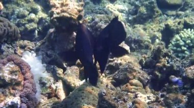 Squaretail Coral-grouper (Plectropomus areolatus) veya Squaretail Rock-Cod, Kızıl Deniz 'de dağıtılan Serranidae familyasından bir balık türü. Aşırı avlanma nedeniyle son yıllarda popülasyonları tehlike altında ve türleri azalmıştır.