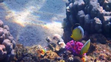 Güzel kelebek balığı, bilimsel adı Chaetodon austriacus, Chaetodontidae familyasına ait, genellikle balıklar mercan resiflerinin sığ sularında, Kızıl Deniz 'de çiftler halinde yaşar.