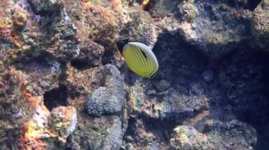 Güzel kelebek balığı, bilimsel adı Chaetodon austriacus, Chaetodontidae familyasına ait, genellikle balıklar mercan resiflerinin sığ sularında, Kızıl Deniz 'de çiftler halinde yaşar.