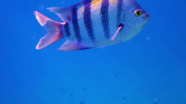 Pomacentridae familyasına ait başçavuş büyük deniz balığının yakınında, bilimsel adı Abudefduf Saxatilis, mercan resiflerinin sığ sularında yaşar, Kızıldeniz 