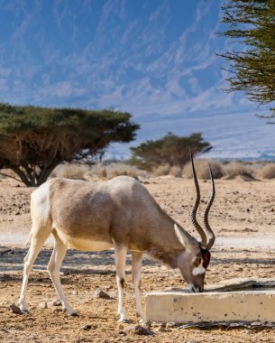Antilop addax (Addax nasomaculatus) vida boynuzu antilobu olarak bilinir. Neslinin tükenme tehlikesi nedeniyle türler Sahra Çölü 'nden Orta Doğu' daki doğal çöl rezervlerine getirildi.