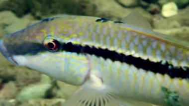 Bilinen adıyla Forsskals keçi balığı, bilimsel adı Parupeneus forsskali, Mullidaeit ailesine ait okullarda yaşıyor, mercan resifleri, Kızıldeniz, Akabe körfezi yakınlarında sığ sularda yaşıyor. Seçici olarak balıklara odaklan, Kızıl Deniz   